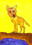 The Dingo