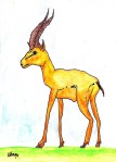 The Gazelle