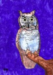 The Owl