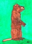 The Woodchuck